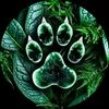 weevilcat